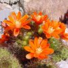 Rebutia_donaldiana_1